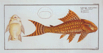 Loricaria plecostomus, The Guacari.