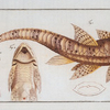 Loricaria maculata, The maculated Cuirassier.