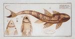 Loricaria maculata, The maculated Cuirassier.
