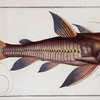 Cataphractus costatus, The Rib-fish.