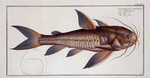 Cataphractus costatus, The Rib-fish.