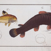 1. Cataphractus Callychthis, The Tamoate; 2. Cataphractus punctatus, The punctulated Cataphracte.