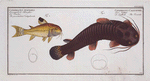 1. Cataphractus Callychthis, The Tamoate; 2. Cataphractus punctatus, The punctulated Cataphracte.