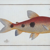 Salmo Friderici, The Frederic's Salmon.