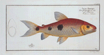 Salmo Friderici, The Frederic's Salmon.