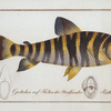 Salmo fasciatus, Tthe streaked Salmon.