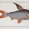 Salmo edentulus, The toothless Salmon.