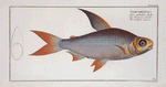 Salmo edentulus, The toothless Salmon.