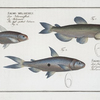 1. Salmo groenlandicus, The Capelan; 2. Salmo melanurus,  The  tail-spotted Salmon; 3. Salmo unimaculatus, The Curimate.