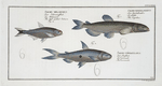 1. Salmo groenlandicus, The Capelan; 2. Salmo melanurus,  The  tail-spotted Salmon; 3. Salmo unimaculatus, The Curimate.