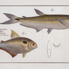 1. Salmo argentinus, The Piabuco; 2. Salmo bimaculatus, The bimaculated Salmon.