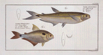 1. Salmo argentinus, The Piabuco; 2. Salmo bimaculatus, The bimaculated Salmon.