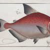 Salmo rhombeus, The rhomboidal Salmon.
