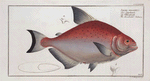 Salmo rhombeus, The rhomboidal Salmon.