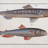 1. Salmo Saurus, The Sea-Lizard; 2. Salmo foetens, Sea-Sparrow-Hawk.