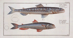 1. Salmo Saurus, The Sea-Lizard; 2. Salmo foetens, Sea-Sparrow-Hawk.