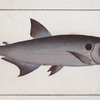 Salmo falcatus, The Sickle-Salmon.