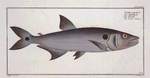 Salmo falcatus, The Sickle-Salmon.