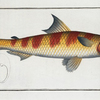Salmo Tumbil, The Tumbil.