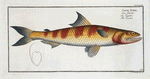 Salmo Tumbil, The Tumbil.