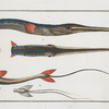 Fistularia tabacaria,  The Tobacco-Pipe-Fish.