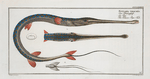 Fistularia tabacaria,  The Tobacco-Pipe-Fish.
