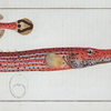 Fistularia chinensis, The Trumpet.