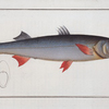 Esox Sphyraena, The Sea-Pike.