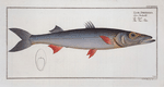 Esox Sphyraena, The Sea-Pike.