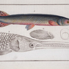 Esox osseus, The Gar-Fish.