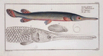 Esox osseus, The Gar-Fish.