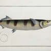 Esox brasiliensis, The Under-Sword-Fish.