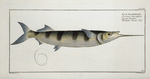 Esox brasiliensis, The Under-Sword-Fish.