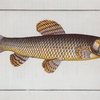 Esox malabaricus, The Pike of Malabar.