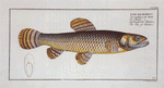Esox malabaricus, The Pike of Malabar.