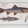 1. Elops Saurus, The Saure; 3. Atherina Hepsetus,  The Atherine.