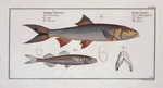 1. Elops Saurus, The Saure; 3. Atherina Hepsetus,  The Atherine.