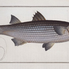Mugil cephalus, The Mullet.