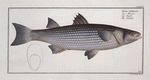 Mugil cephalus, The Mullet.