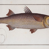 Mugil Tang, The Tang.