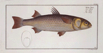 Mugil Tang, The Tang.