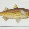 Mugil Plumeri, Plumier's Mullet.
