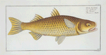 Mugil Plumeri, Plumier's Mullet.