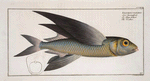 Exoecoetus exsiliens, The Swallow.