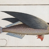 Exocoetus evolans, The Flying-Fish.