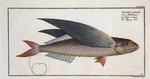 Exocoetus evolans, The Flying-Fish.