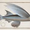 Exocoetus Mesogaster, The Middle-Pinned Flying-Fish.