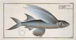 Exocoetus Mesogaster, The Middle-Pinned Flying-Fish.