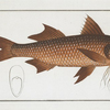 Polynemus decadactylus, The Flat-Nose.