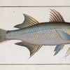 Polynemus paradiseus, The Fish of Paradise.